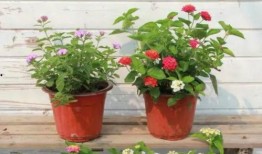 今日经典爆料新闻视频回放,揭秘新闻视频背后的惊人真相